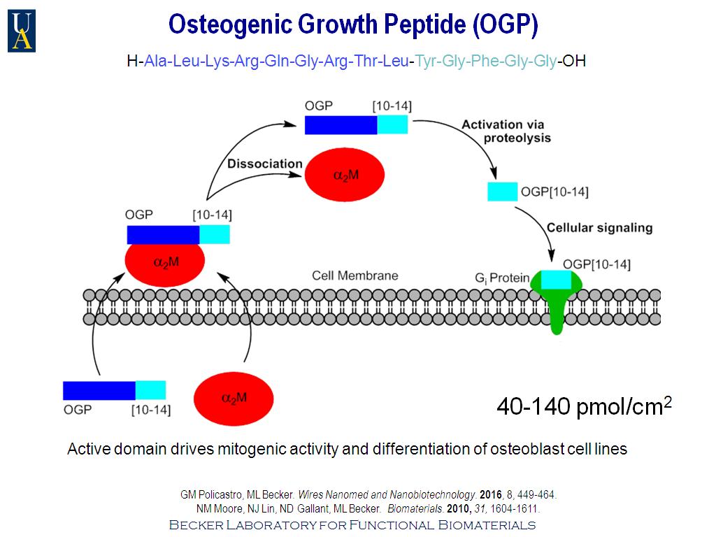 Osteogenic Growth Peptide (OGP)