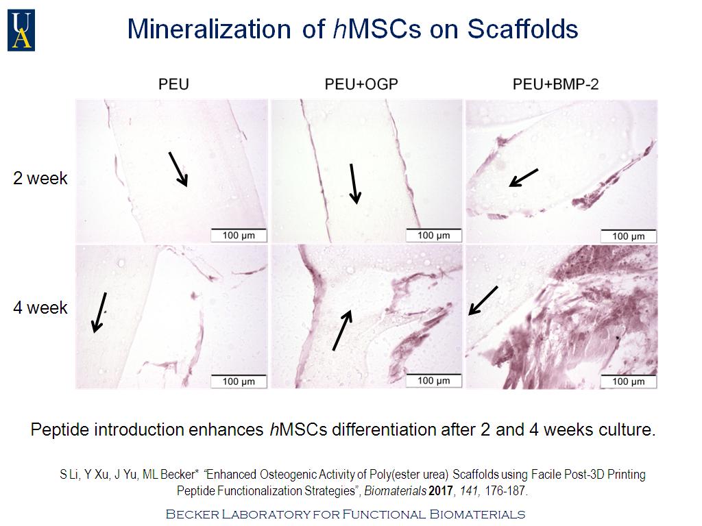 Mineralization of hMSCs on Scaffolds