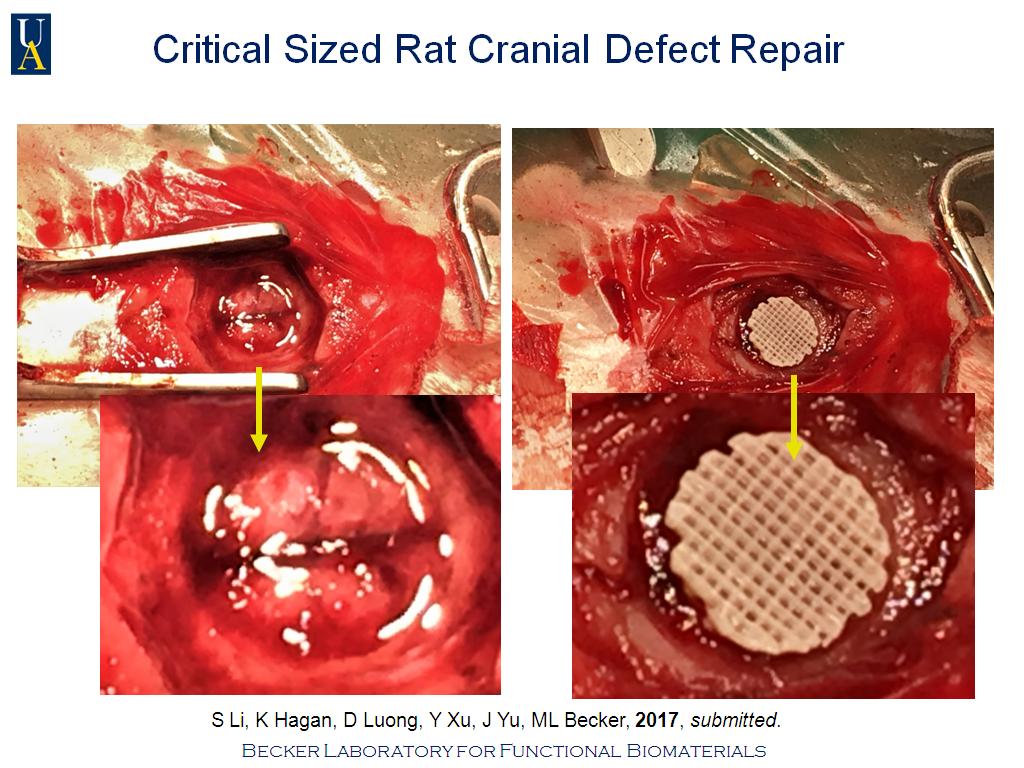 Critical Sized Rat Cranial Defect Repair