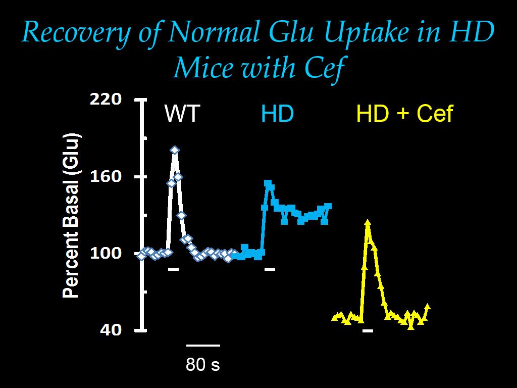 Recovery of Normal Glu Uptake in HD Mice with Cef