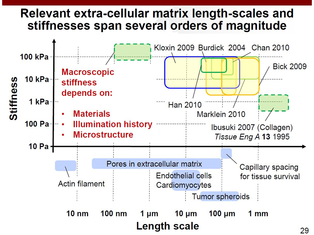 Relevant extra-cellular matrix length-scales and stiffnesses