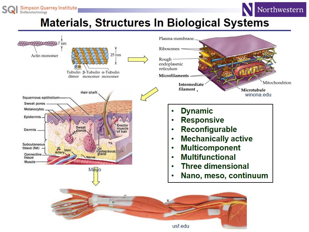 Materials, Structures In Biological Systems