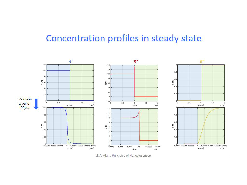 Concentration profiles in steady state