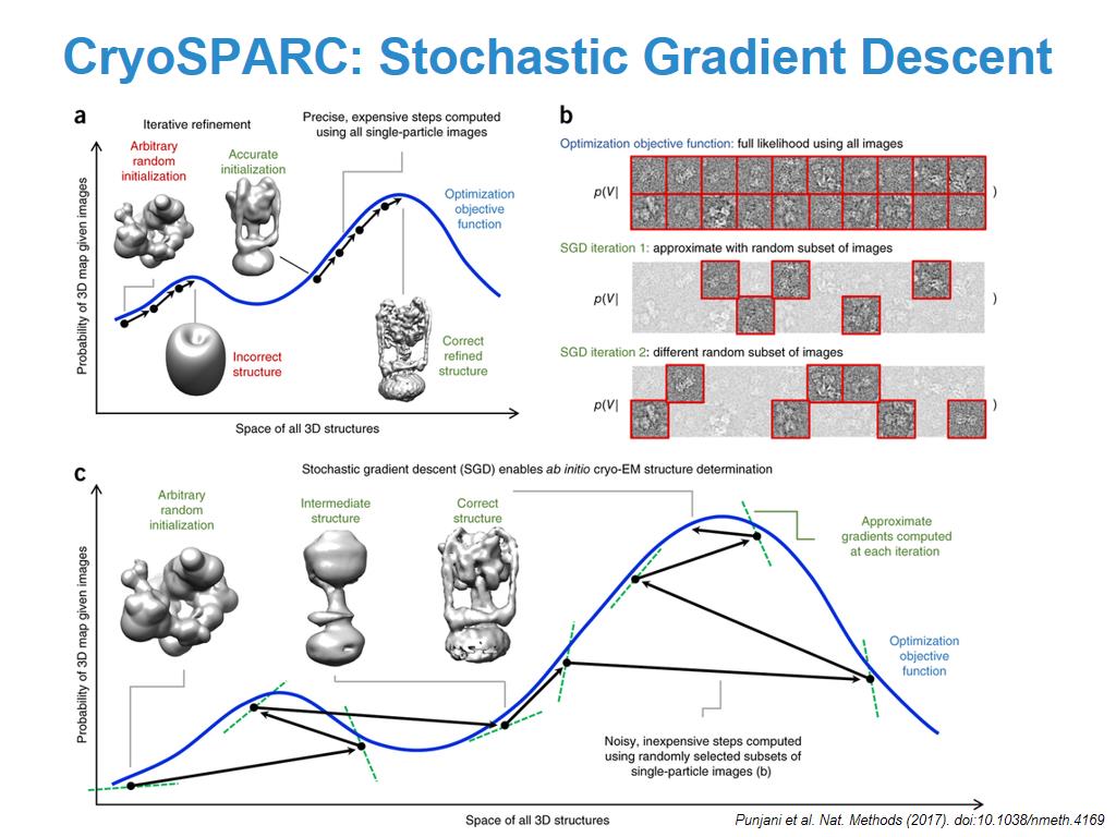 CryoSPARC: Stochastic Gradient Descent