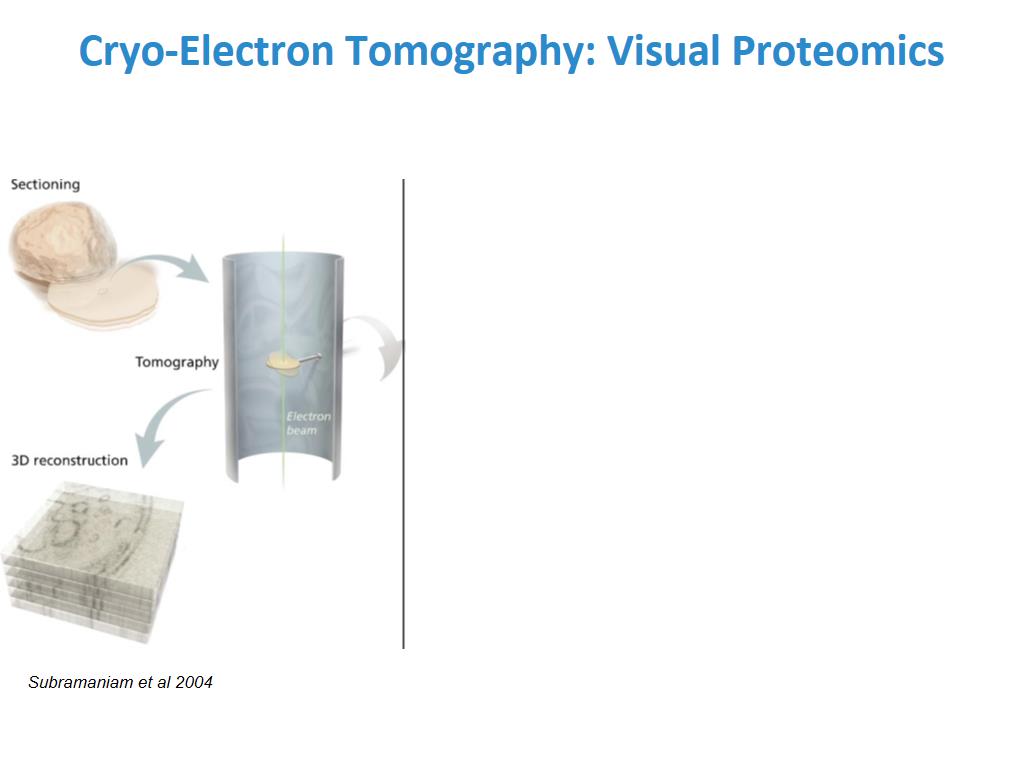 Cryo-Electron Tomography: Visual Proteomics