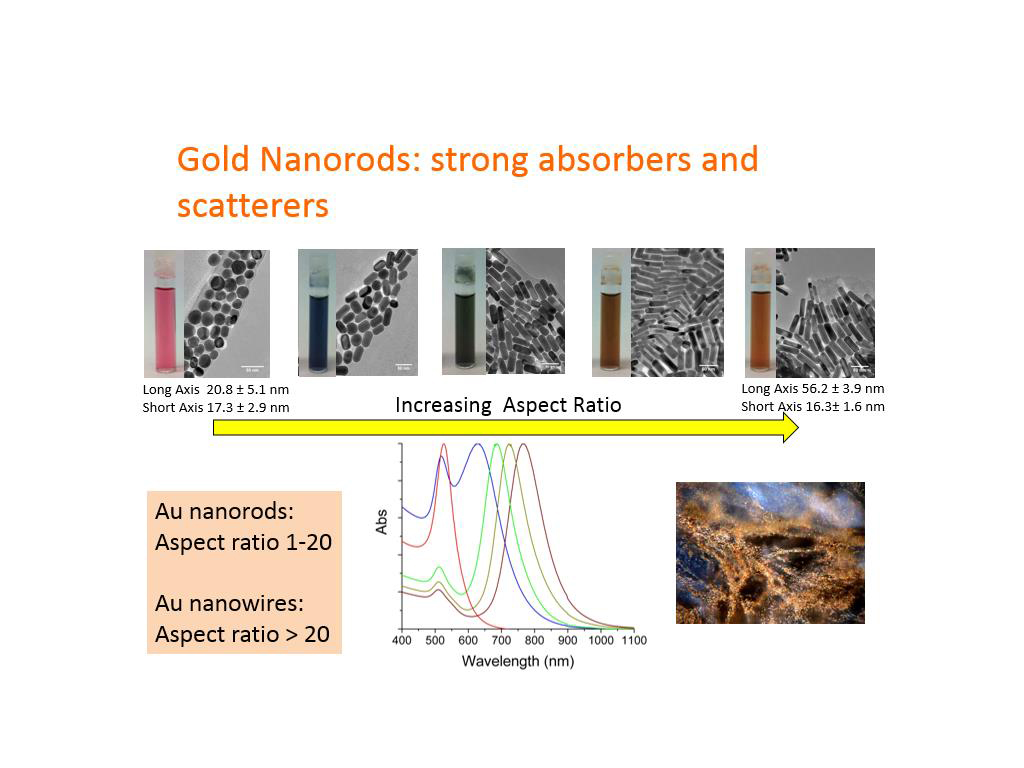 Gold Nanorods: strong absorbers and scatterers