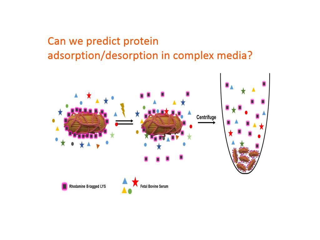 Can we predict protein adsorption/desorption in complex media?