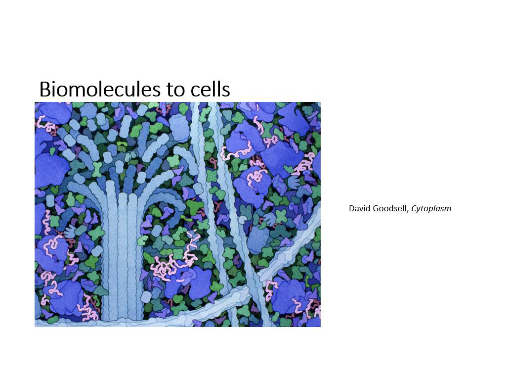 Biomolecules to cells