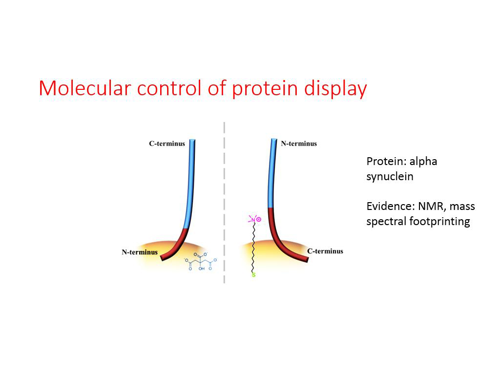 Molecular control of protein display