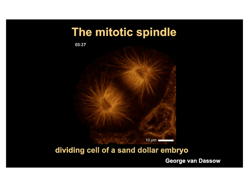 The mitotic spindle