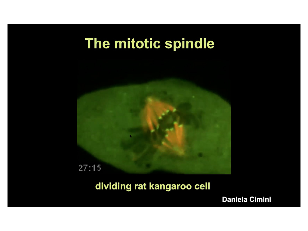 The mitotic spindle