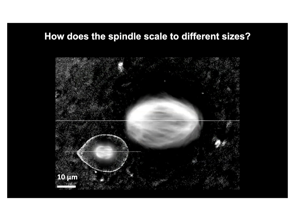 How does the spindle scale to different sizes
