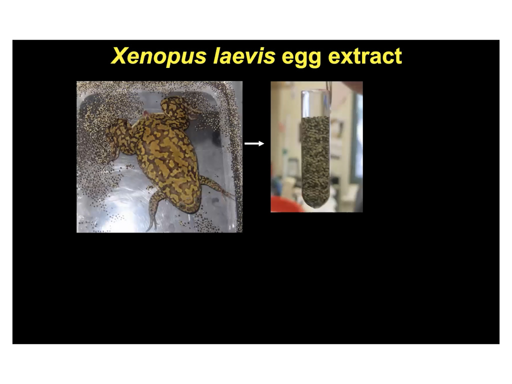 Xenopus laevis egg extract