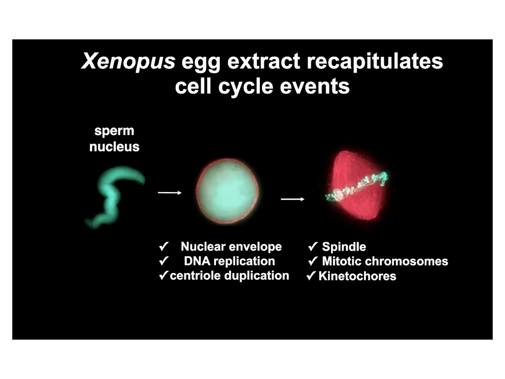 Xenopus egg extract recapitulates cell cylce events