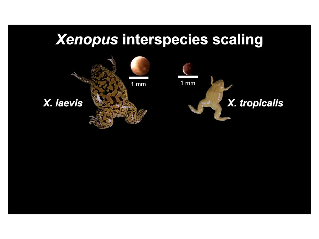 Xenopus interspecies scaling