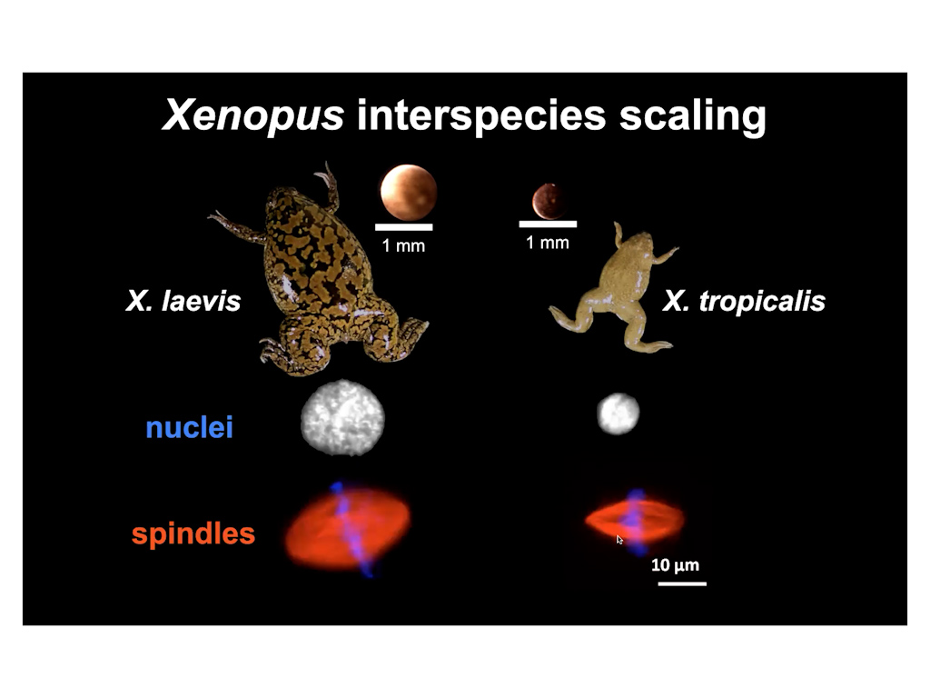 Xenopus interspecies scaling