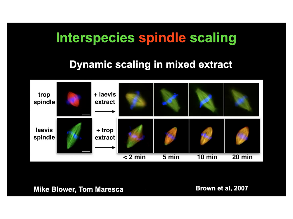 Interspecies spindle scaling