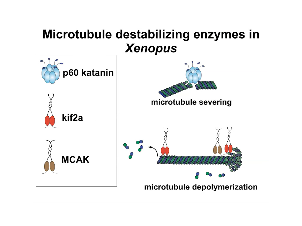 Microtubule destabilizing enzymes in Xenopus