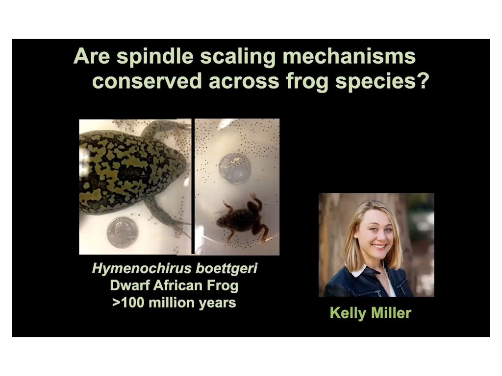Are spindle scaling mechanisms conserved across frog species
