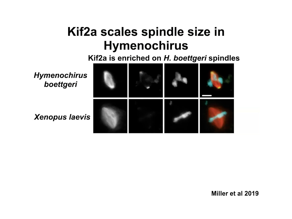 Kif2a scales spindle size in Hymenochirus