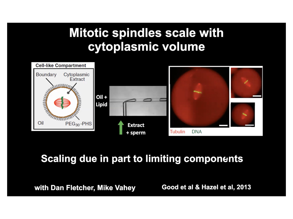 Mitotic spindles scale with cytoplasmic volume