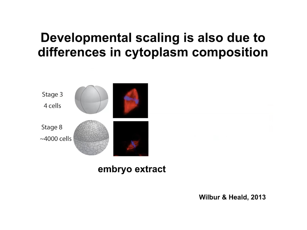 Developmental scaling is also due to differences in cytoplasm composition