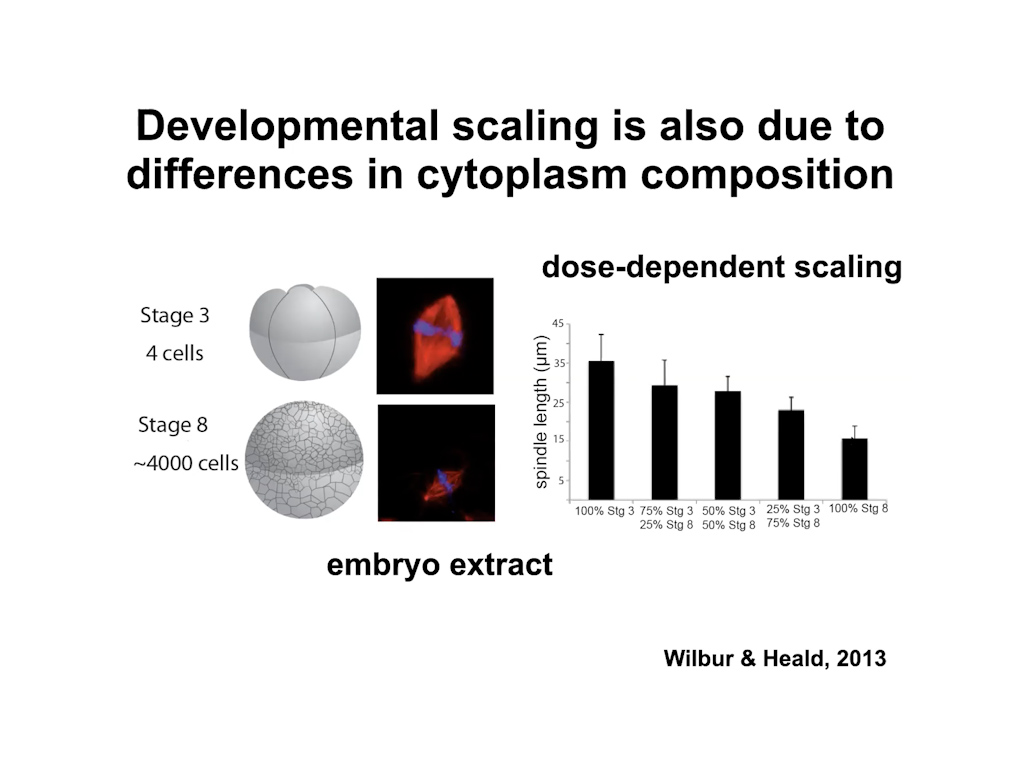Developmental scaling is also due to differences in cytoplasm composition