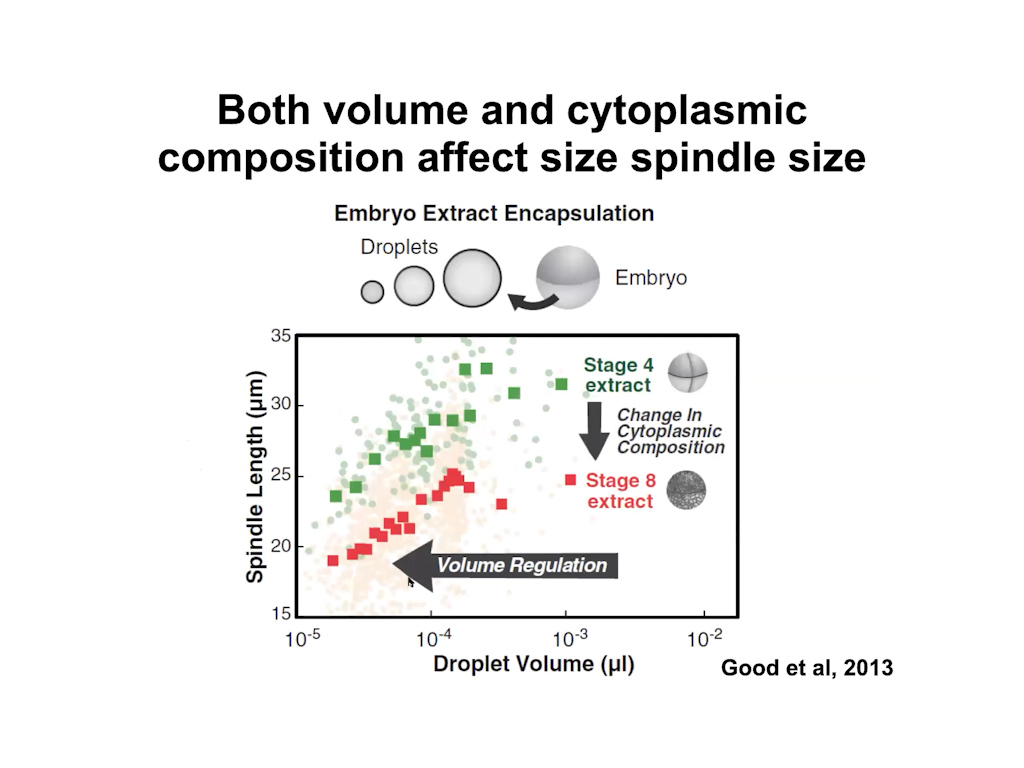 Both volume and cytoplasmic composition affect size spindle size