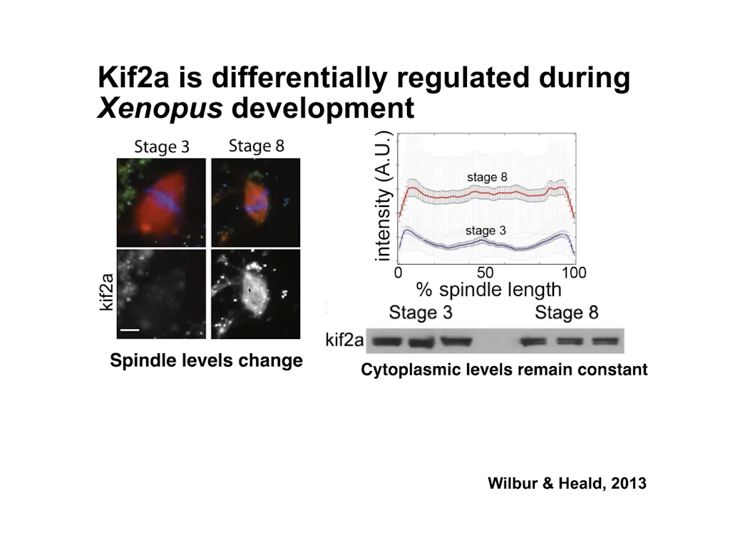 Kif2a is differentially regulated during Xenopus development