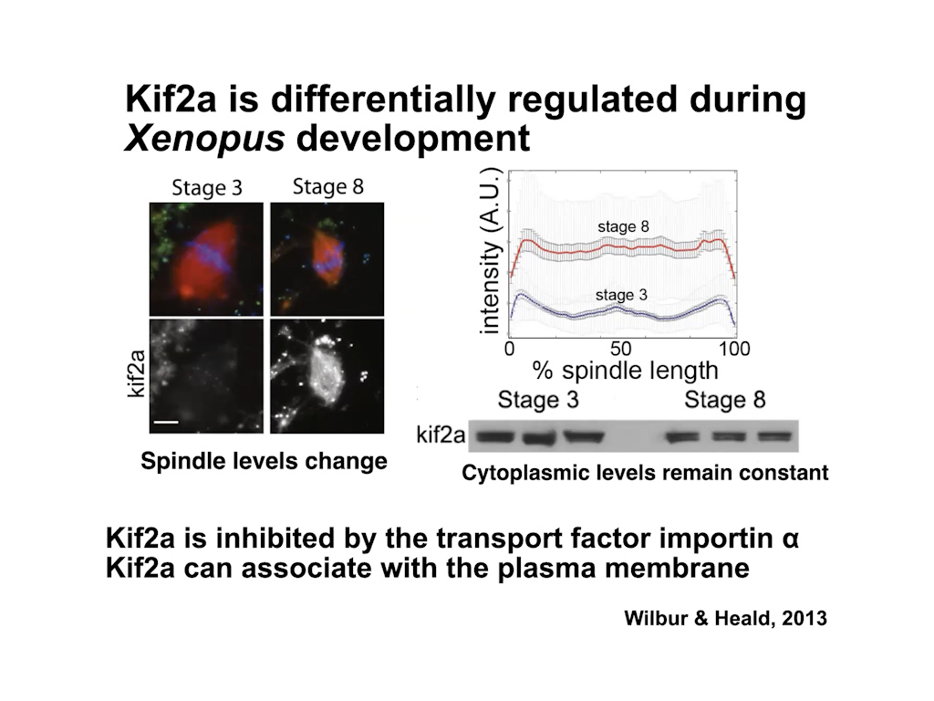 Kif2a is differentially regulated during Xenopus development