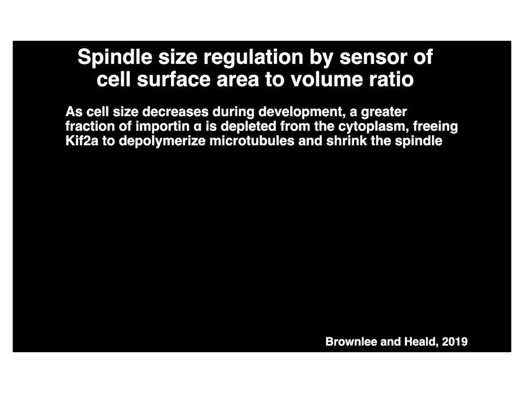 Spindle size regulation by sensor of cell surface area to volume ratio