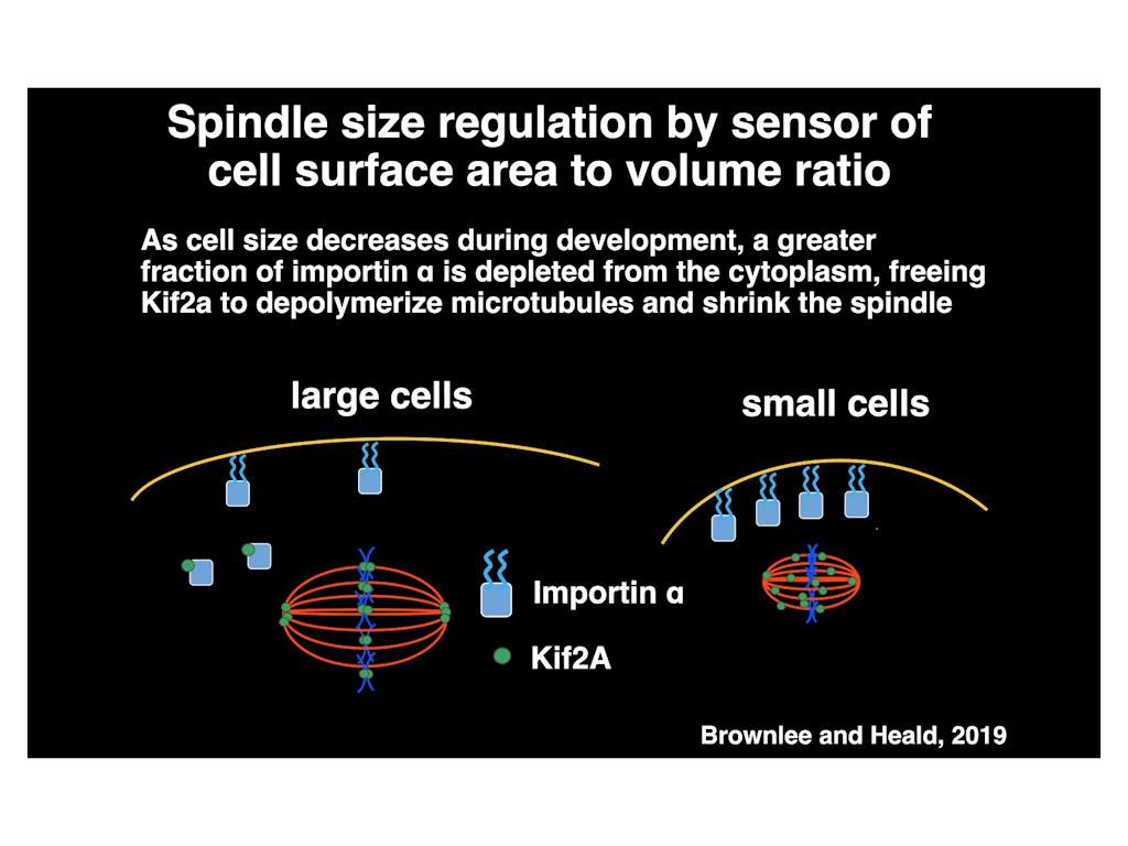 Spindle size regulation by sensor of cell surface area to volume ratio
