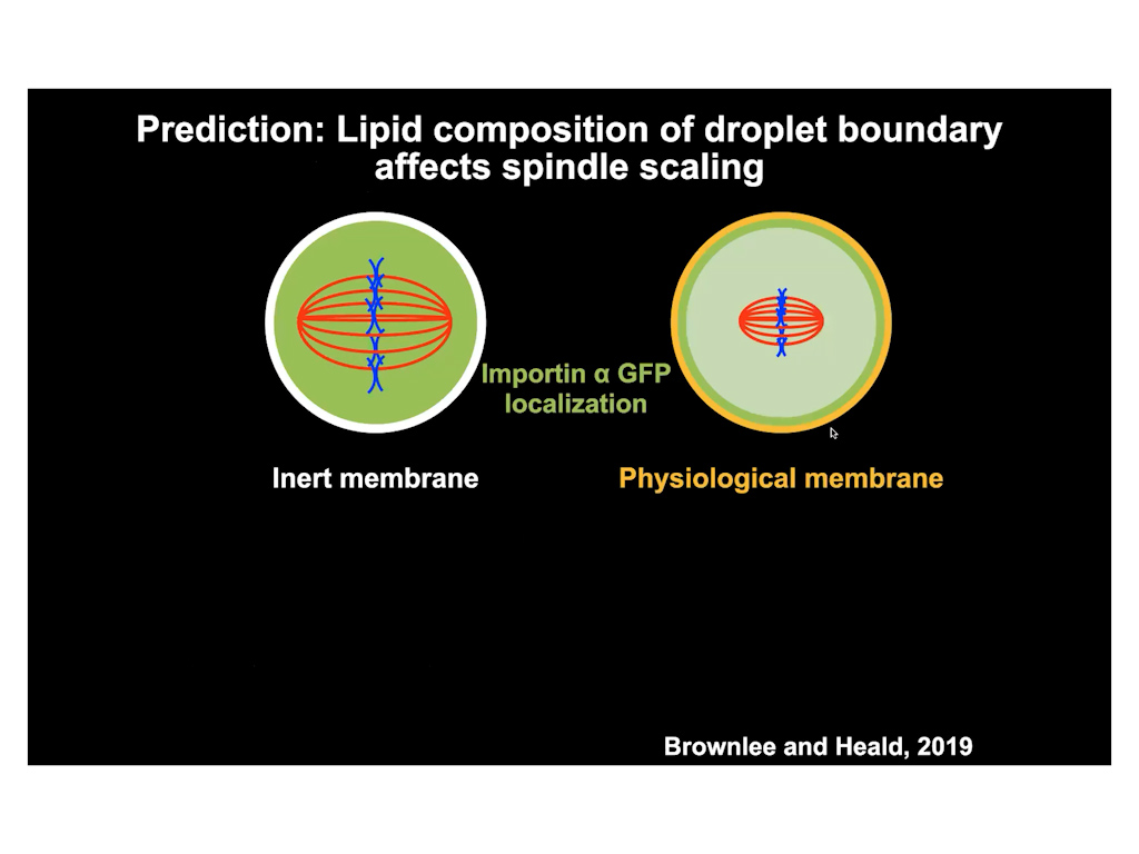 Prediction: Lipid composition of droplet boundary