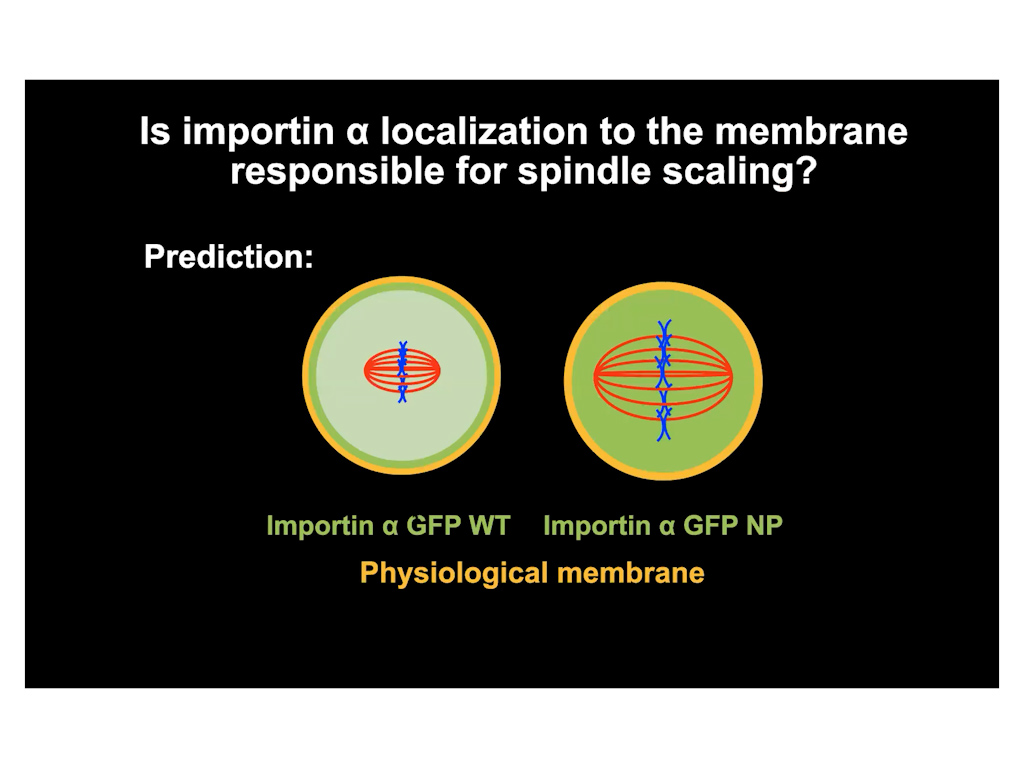 Is importin α localization to the membrane responsible for spindle scaling?