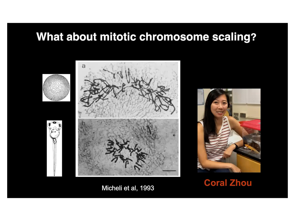 What about mitotic chromosome scaling?