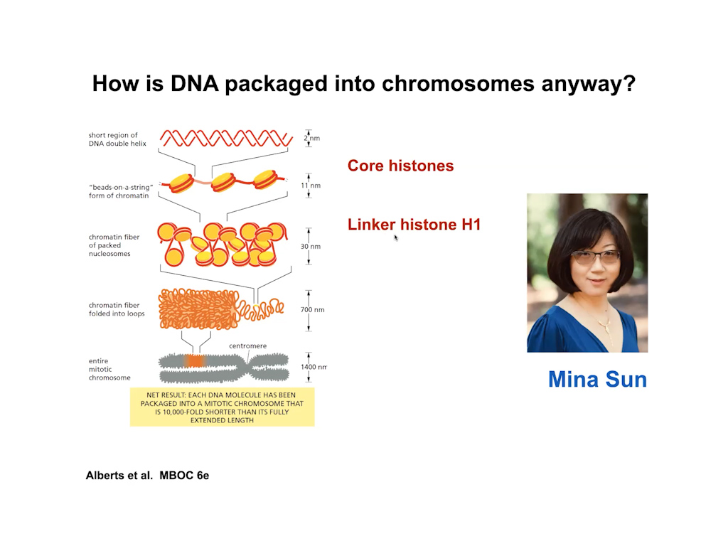 How is DNA packaged into chromosomes anyway?