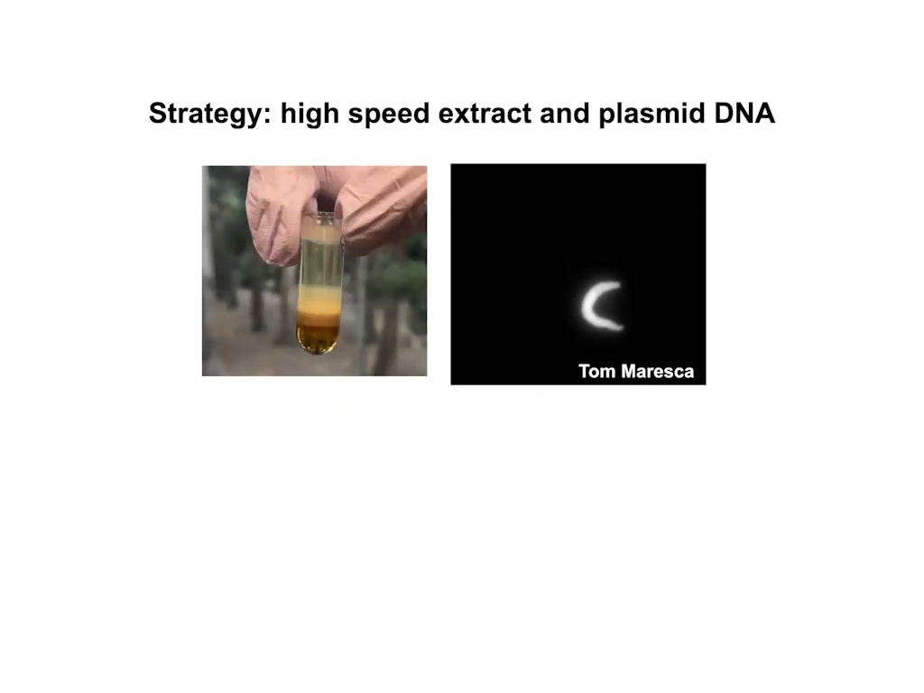 Strategy: high speed extract and plasmid DNA