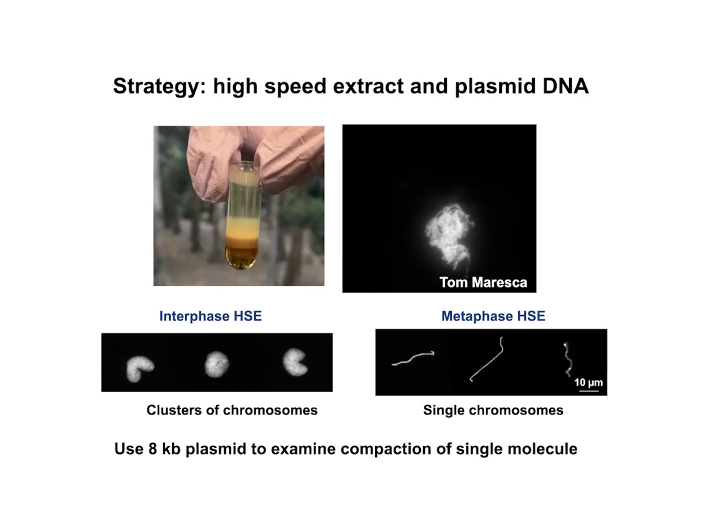 Strategy: high speed extract and plasmid DNA