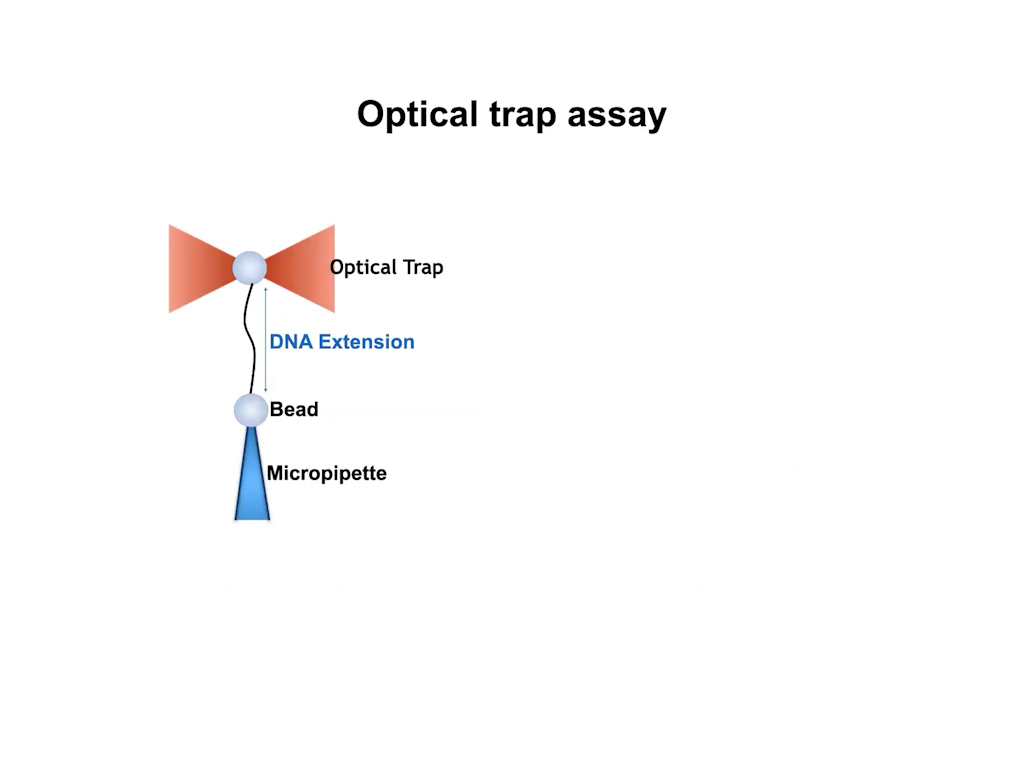 Optical trap assay