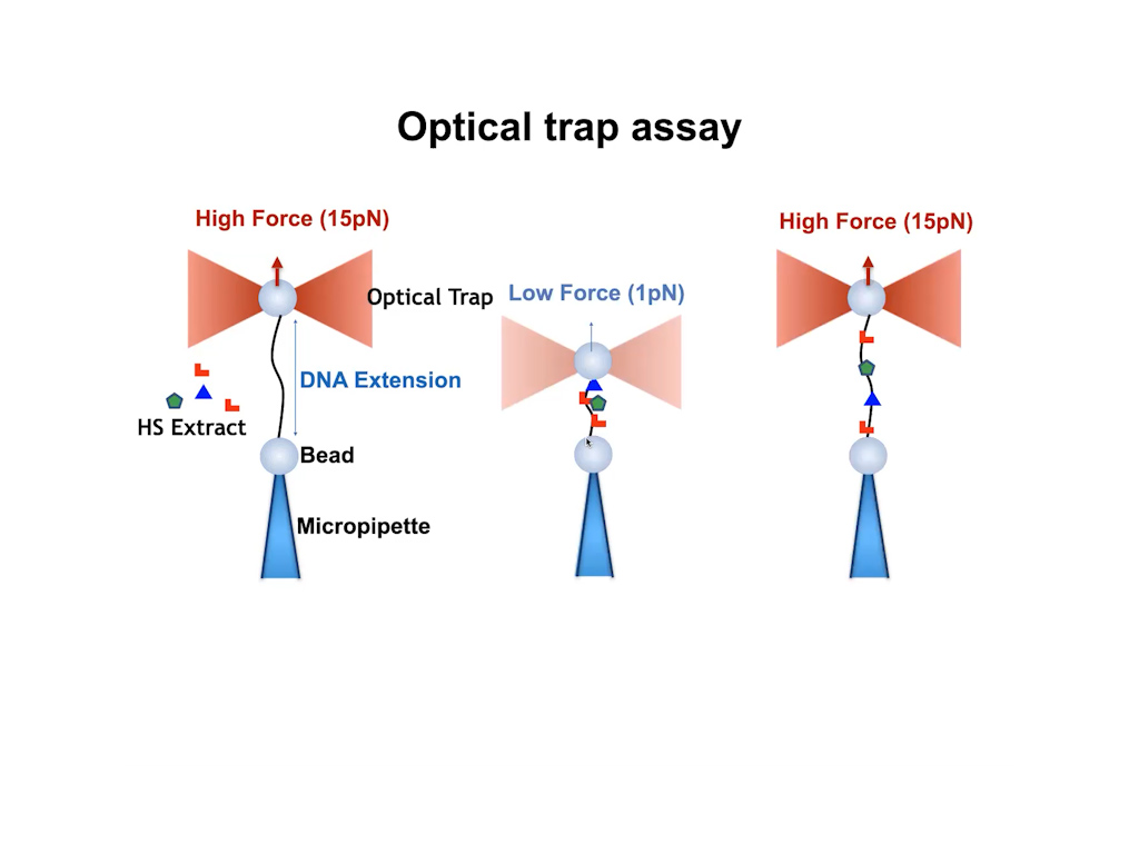 Optical trap assay