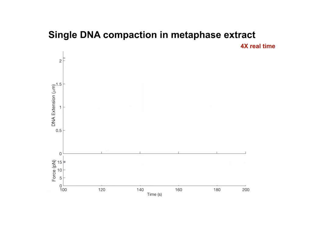 Single DNA compaction in interphase extract