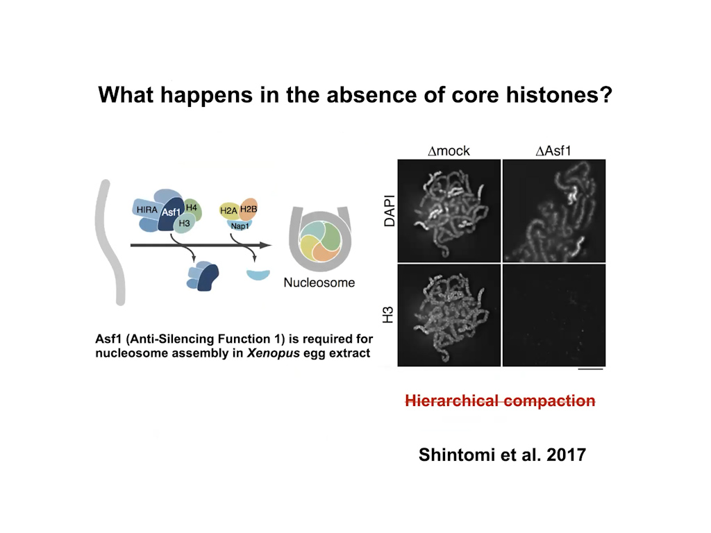 What happens in the absence of core histones?