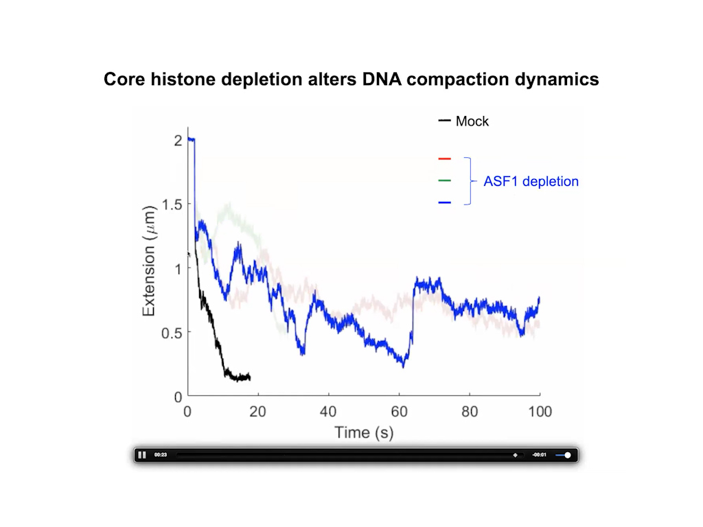 Core histone depletion alters DNA compaction dynamics