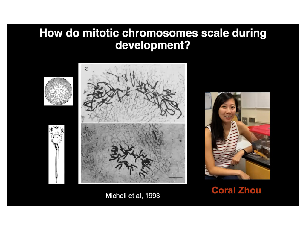 How do mitotic chromosomes scale during development?