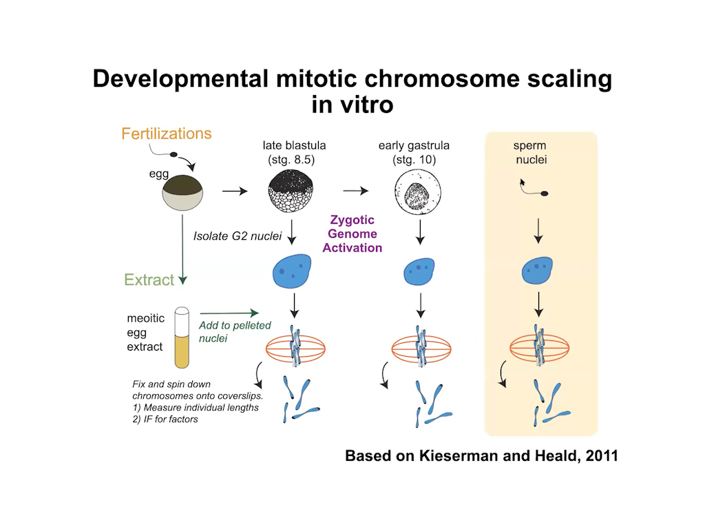 Developmental mitotic chromosome scaling in vitro