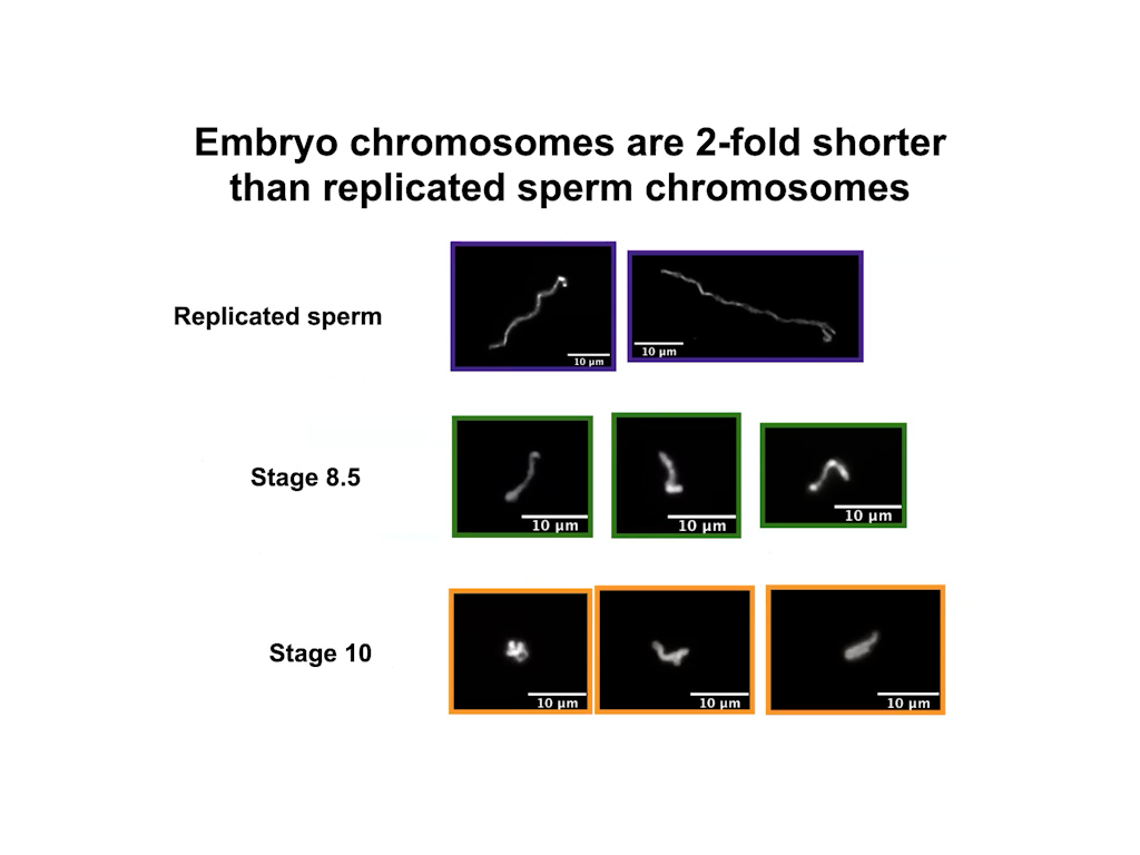 Embryo chromosomes are 2-fold shorter than replicated sperm chromosomes