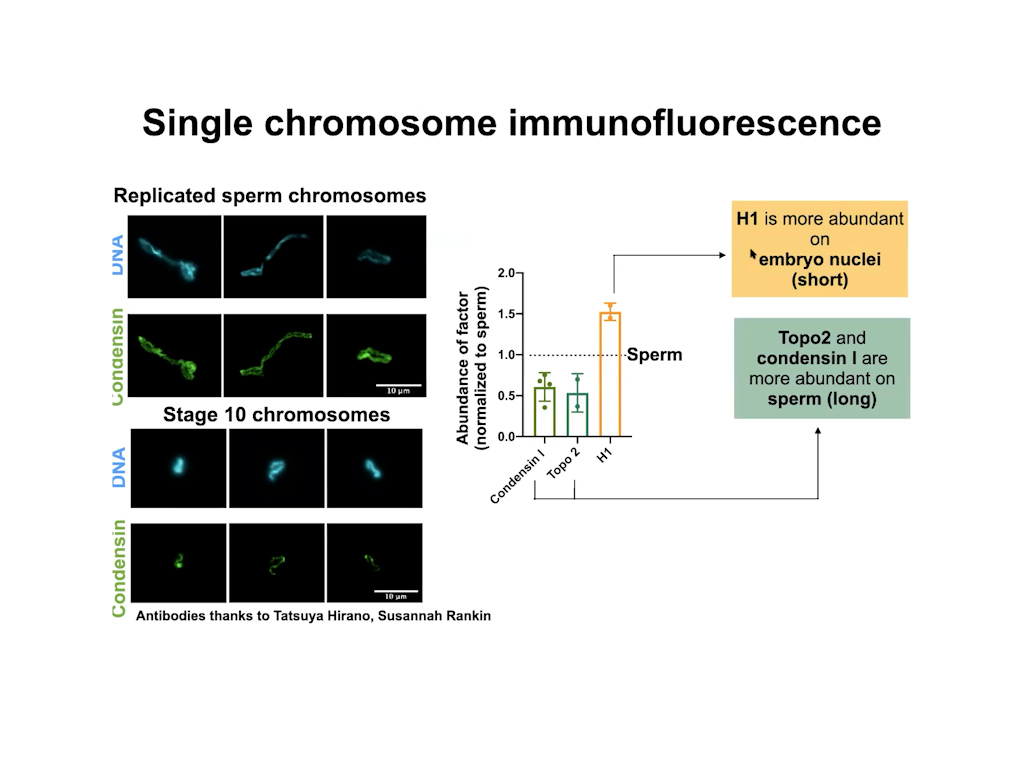 Single chromosome immunofluorescense