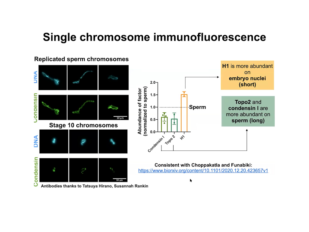 Single chromosome immunofluorescense