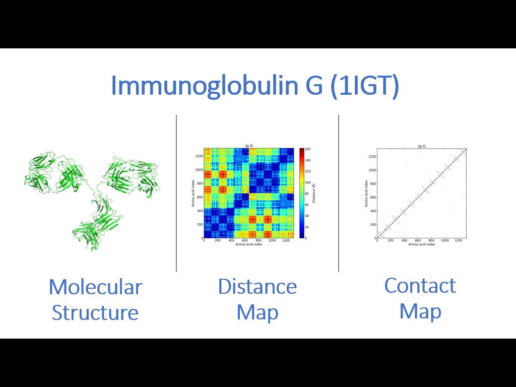Immunoglobulin G (1IGT)