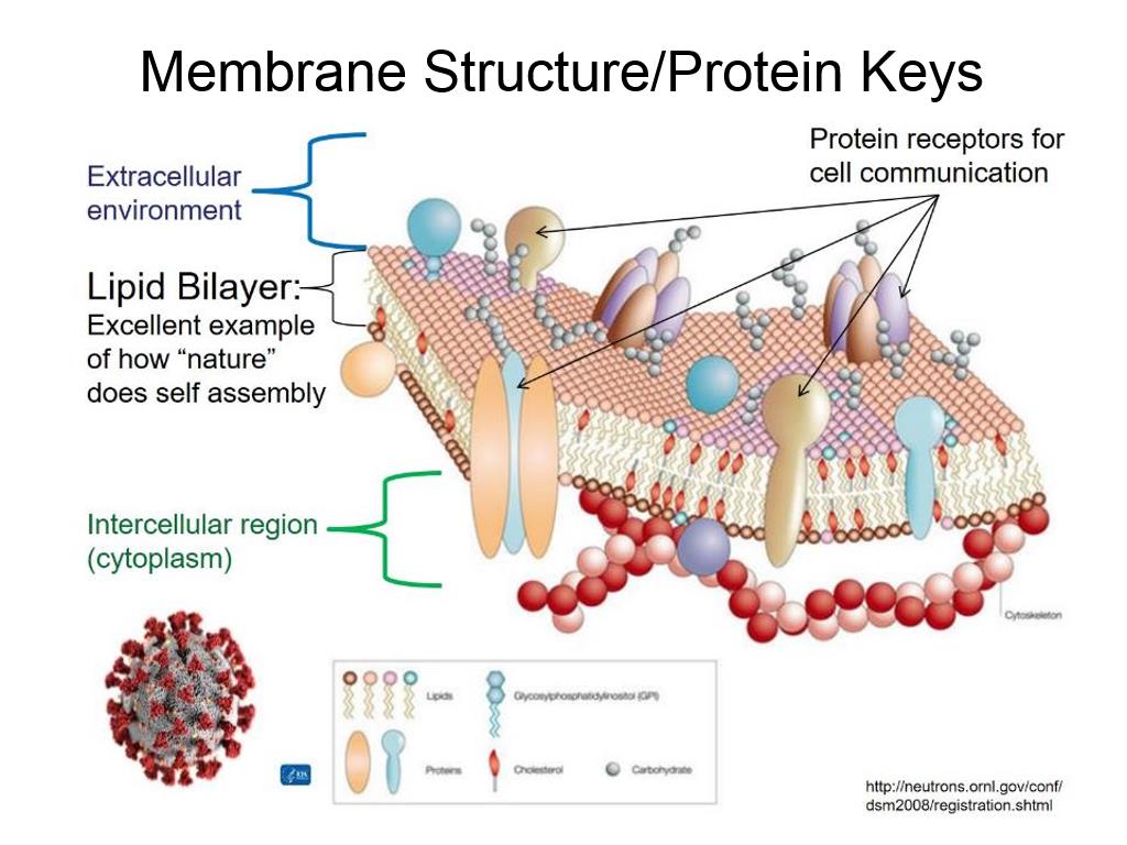 Membrane Structure/Protein Keys